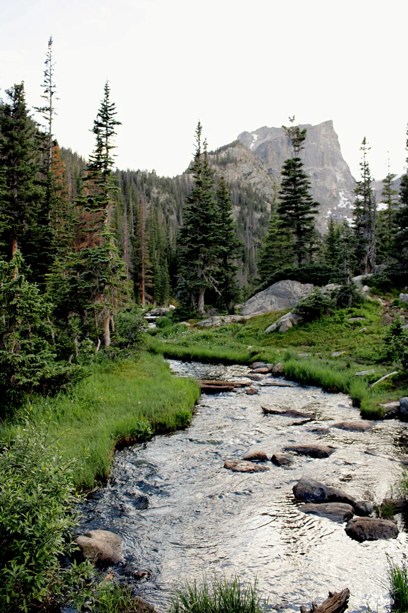Mountain stream through a forest of trees