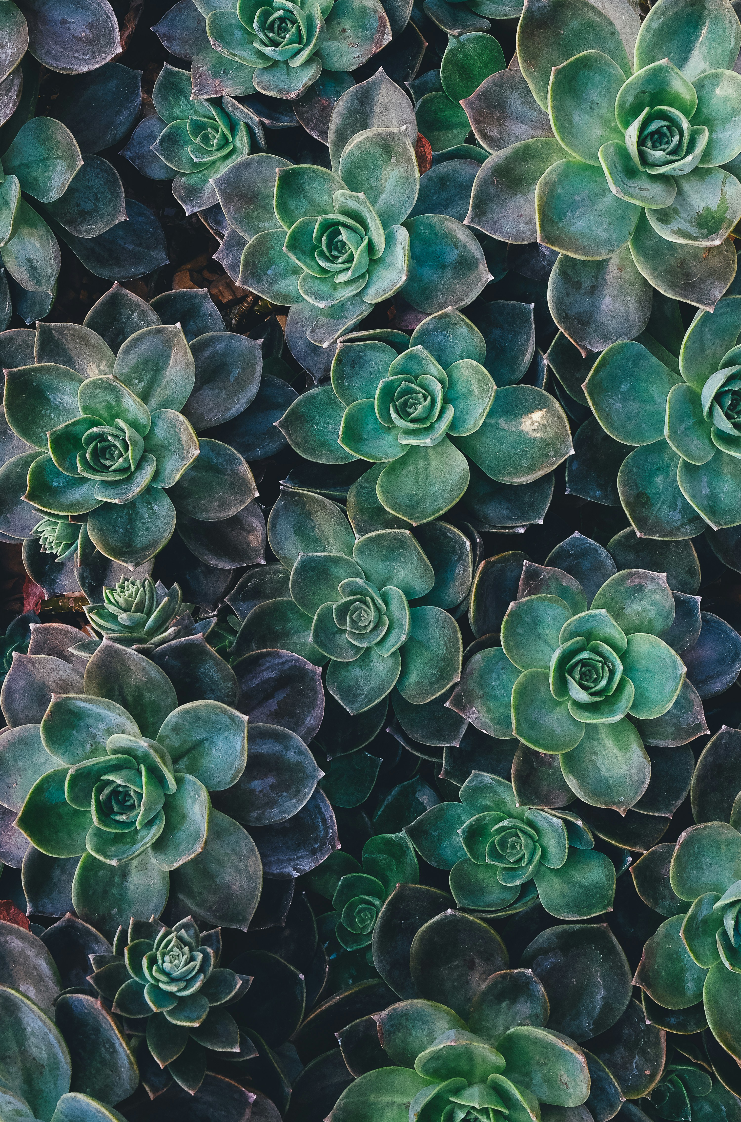Succulents in soft light, evoking calm and growth